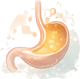 Reflux & estomac